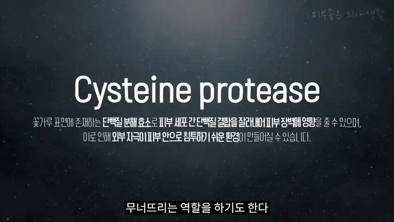 꽃가루 표면의 단백질 분해 효소가 피부 세포 사이 결합을 끊어 피부 장벽에 영향을 주는 과정을 설명한 화면