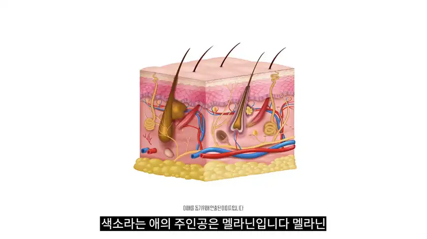 색소의 주인공인 멜라닌이 자리한 피부 단면 그림