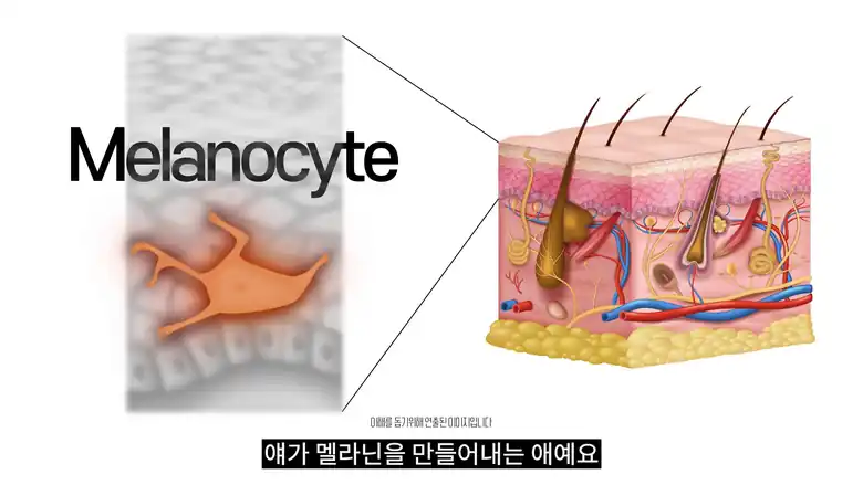 피부 깊은 층에서 멜라닌을 만들어 내는 멜라닌 세포를 확대한 피부 단면 그림