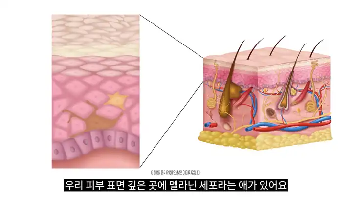 피부 표면 깊은 곳에 자리한 멜라닌 세포를 확대해 보여 주는 피부 단면 그림